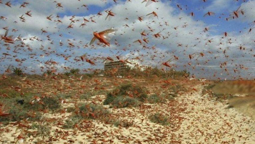 بالفيديو.. الجراد يغزو الأردن