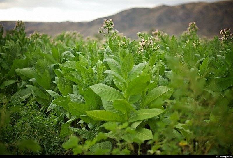 لقاح مضاد للكورونا مستخرج من أوراق التبغ؟