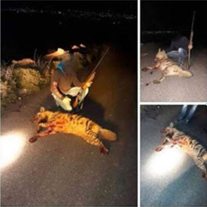 قتل حيواناً مهددا بالإنقراض ونشر صوره!