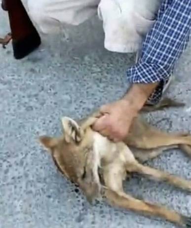 جريحان في هجوم لحيوان مسعور شرق صور