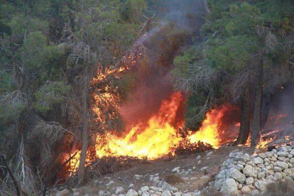 حريق بين داريا وغريفة يلتهم الأشجار الحرجية