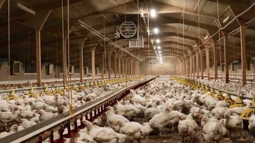 تداعيات كارثية لقرار فتح باب استيراد لحوم الدواجن على القطاع