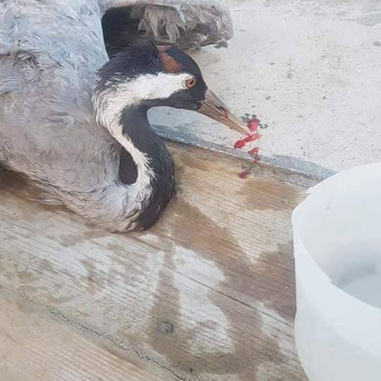 الطيور المهاجرة هدفا لصيادين جنوبا
