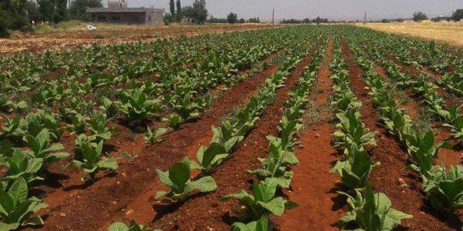 توضيح من نقابة مزارعي التبغ في الشمال حول إجراء تصنيف المزارعين