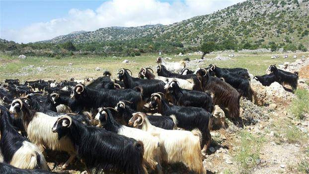 سارق ماعز  