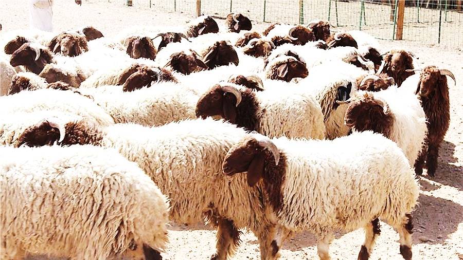 مسلّحون ملثّمون يسرقون رأسَين من الأغنام