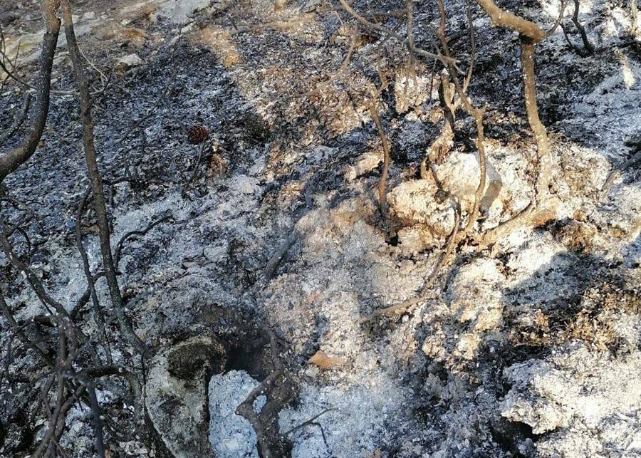 اخماد حريق التهم اكثر من الف متر من الاشجار الحرجية في بلدة السفيرة