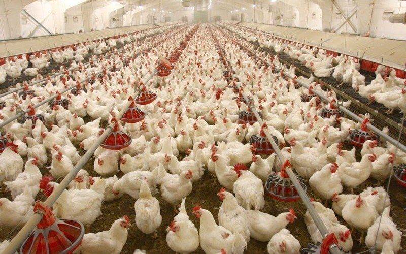 نقابة الدواجن: القطاع يتعرض لحملة مغرضة وارتفاع سعر الفروج نتيجة تصحيح الأسعار