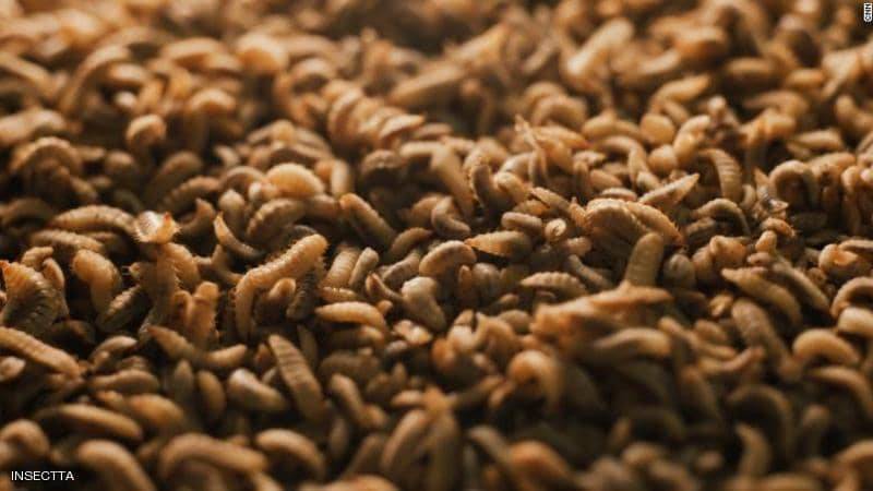 أغرب تدوير للنفايات.. حشرات تحول بقايا الطعام إلى 