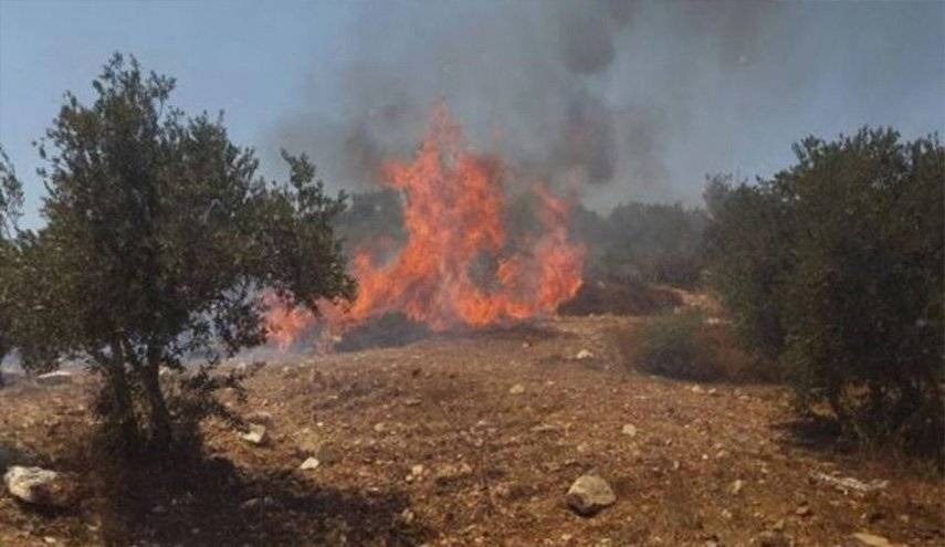 حريق قضى على أشجار الزيتون المعمرة في بحنين - جزين
