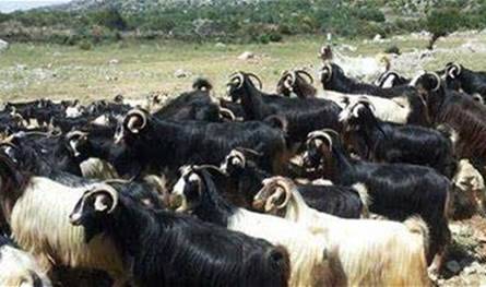 بعد ضربه..مسلحون مجهولون يسلبون راعياً 40 رأساً من الماعز والغنم