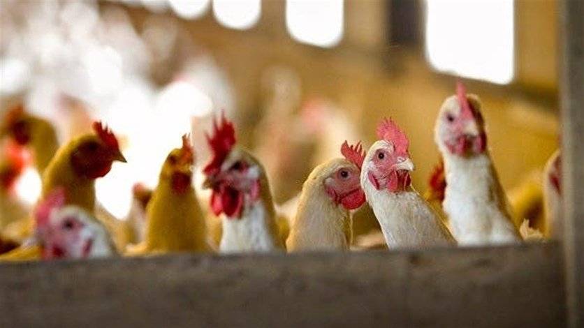 بعد تفشي انفلونزا الطيور.. بلغاريا تعدم 39 ألف دجاجة