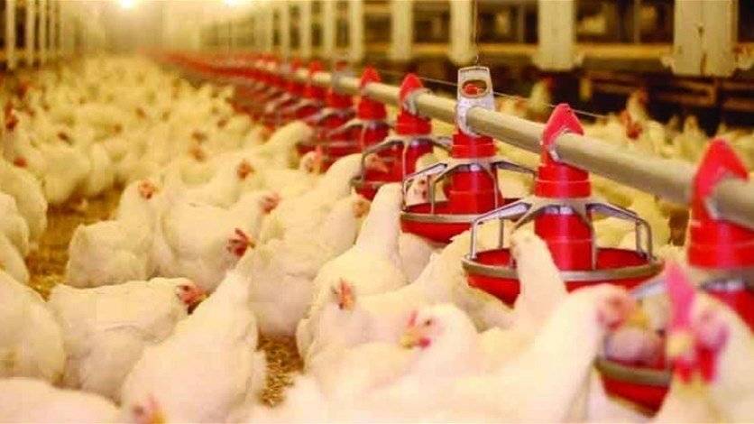 اعتراض لنقابة الدواجن... متعلّق بالدولار الجمركي