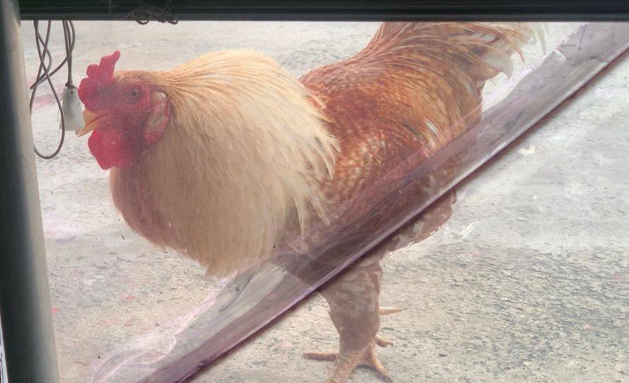 عندما تفاجئ المرآة الديك بصورته