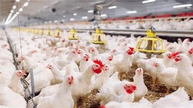 هل سترتفع أسعار الدجاج؟