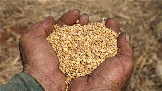 ما جديد خطة النهوض بقطاع القمح في لبنان؟