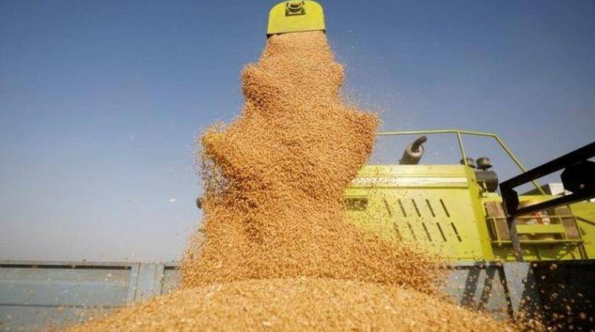 أزمة الغذاء العالمية.. لماذا لم تتأثر دول الخليج؟