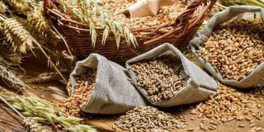 رويترز: مصر ترفض السماح بدخول مركب قمح هندي قادم من تركيا لوجود آفة خطيرة بالشحنة