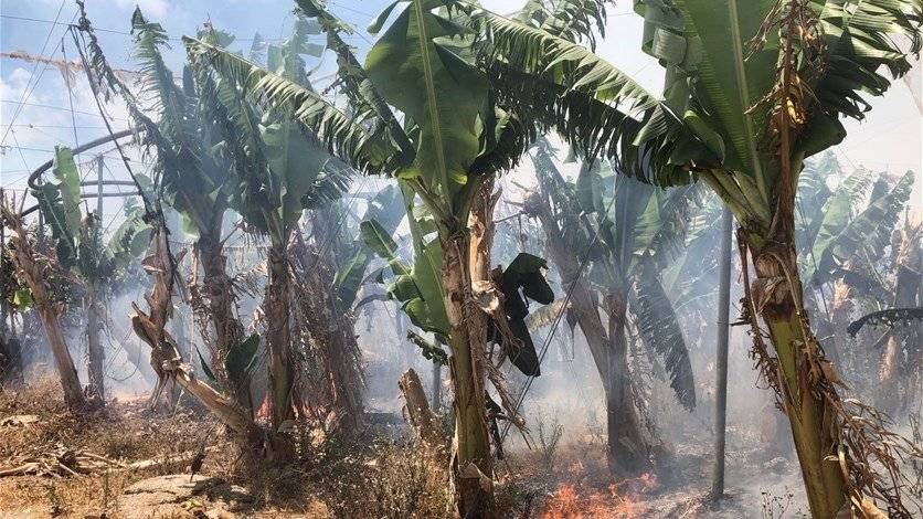 حريق كبير في بساتين موز وحمضيات..ومناشدة