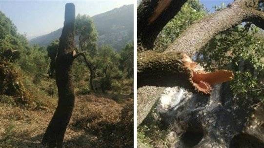 قطع أشجار سنديان في هذه المنطقة