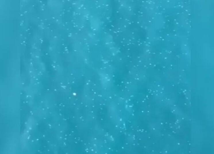 لا داعي للهلع... قناديل البحر تغزو الشواطئ اللبنانية