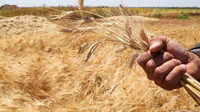 تفاؤل بحل أزمة الحبوب الأوكرانية.. وحديث عن اتفاق وشيك