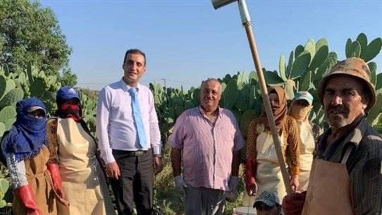 مشكلة في تصريف إنتاج فاكهة الصبير.. ووعد بالمتابعة الفورية