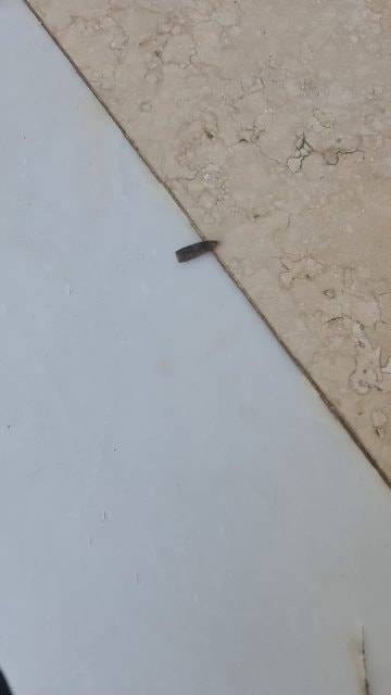 رصاصة في منزل سفير!