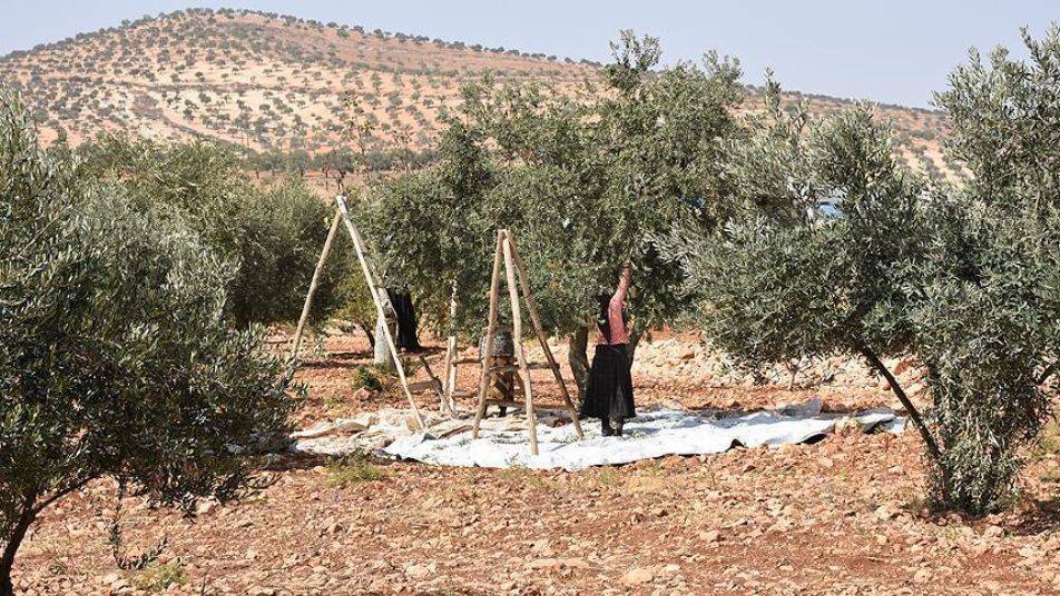 كم يبلغ إيجار عمال قطاف الزيتون لهذا الموسم؟