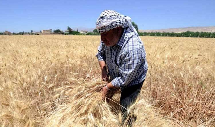 إجراءات لمزارعي القمح والشعير للافادة من الدعم