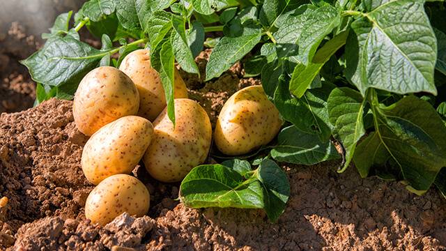 دراسة تنسف الفكرة المغلوطة السائدة عن البطاطا