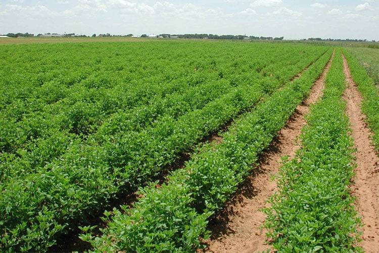 يروي مزروعات بمياه آسنة… وقوى الأمن بالمرصاد