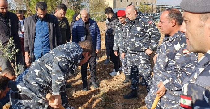 غرس 60 شجرة زيتون بتعاون 