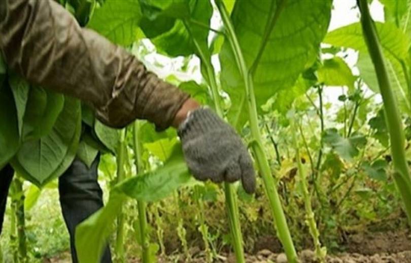 المزروعات اللبنانية والكوليرا.. ماذا في نتائج الفحوصات؟