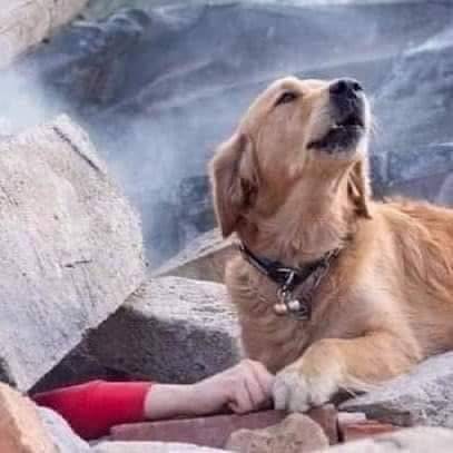 كلب بجوار طفل يده ممددة تحت الركام.. صورة تربك التواصل