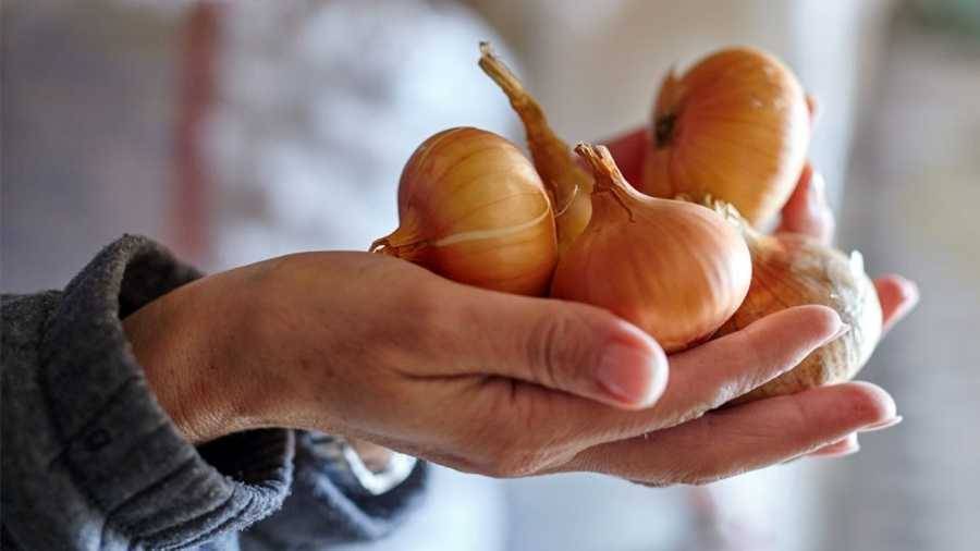 وزارة الزراعة: ارتفاع سعر البصل سببه ارتفاع كلفة النقل والشحن العالمي