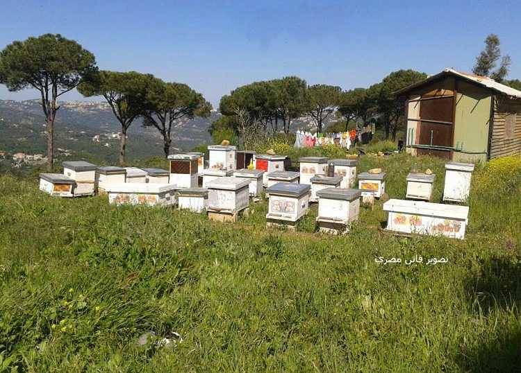 مربو النحل بقاعاً: لتبني مشروع تأمين الضمان الصحي للمزارعين