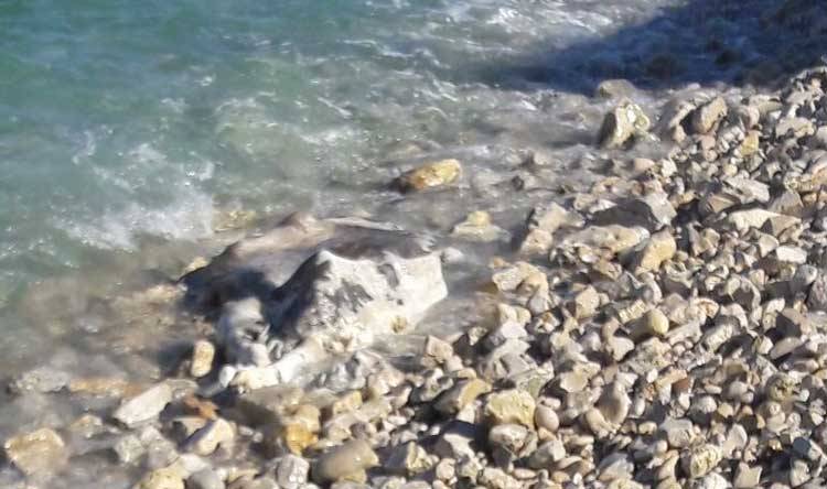 بقرة نافقة عند شاطيء صور
