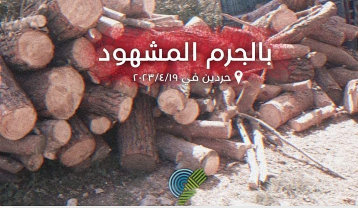 توقيف تجار حطب لقطعهم اشجار صنوبر معمرة