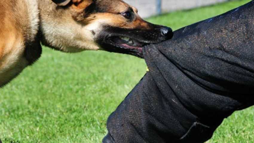 إنقاذ شخصين هاجمتهما كلاب شرسة في البقاع