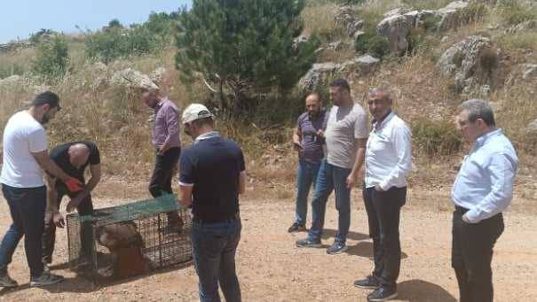 إطلاق نسر غريفون الأوراسي في محمية جبل حرمون