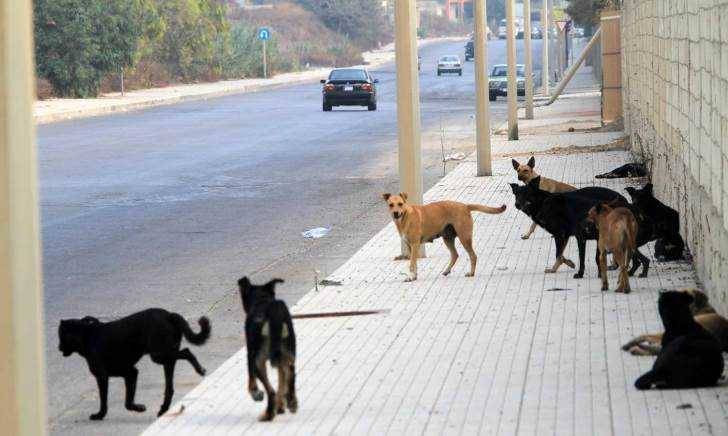 بلدة عكارية تناشد: لمكافحة ظاهرة الكلاب البرية والشاردة