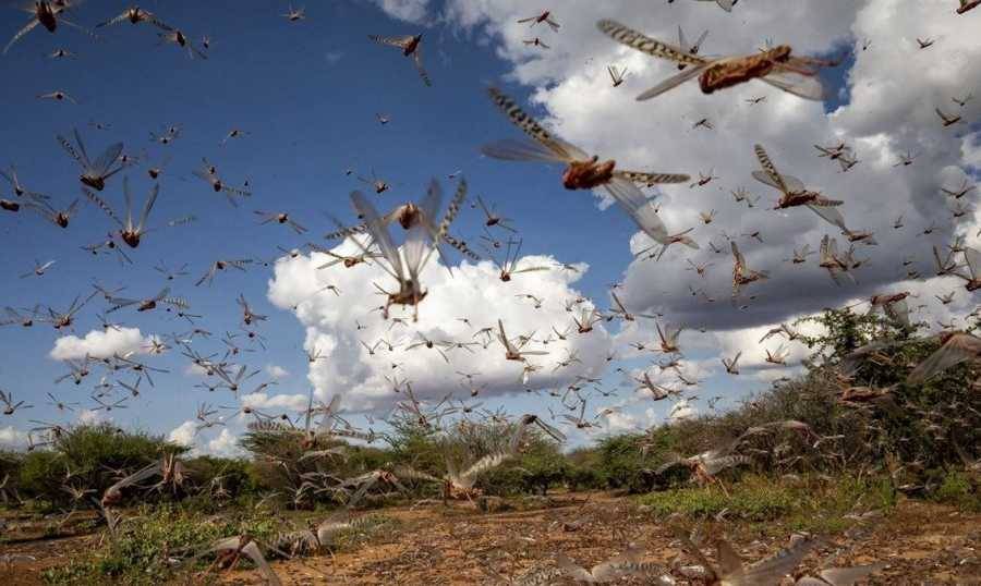 أسراب الجراد تجتاح ولاية نيفادا الأميركية