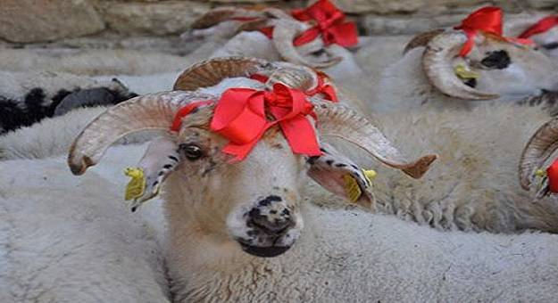 أغرب عادات عيد الأضحى