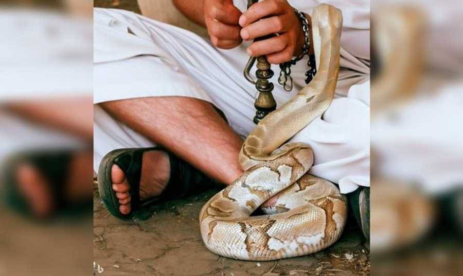 بالمشاركة مع أفعى وعازف.. قتلت حبيبها!