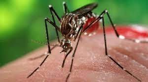 حمى الضنك تفتك بهذه الدولة.. والسبب التغير المناخي