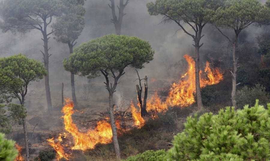 لليوم الثاني.. النيران تلتهم أحراجاً في الدبية واستنفار للدفاع المدني وطوافات الجيش