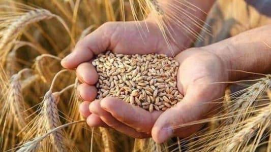 ارتفاع أسعار القمح الى أعلى مستوى في أسبوعين