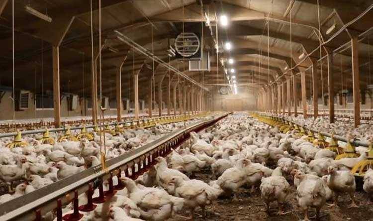 بطرس يطمئن إلى كفاية قطاع الدواجن