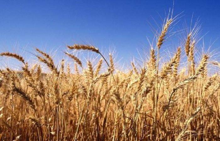 للراغبين بزراعة القمح والشعير.. بلاغ من 